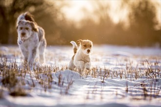 Young Jack Russell Terrier bitch and a mixed-breed dog walking over a field in the light of the sunrise
