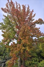 American Sweetgum tree (Liquidambar styraciflua) in autumn colours
