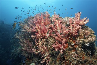 Carnation Corals (Dendronephthya klunzingeri) on a reef