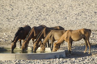 Wild horses at a watering pool in the Namib Desert