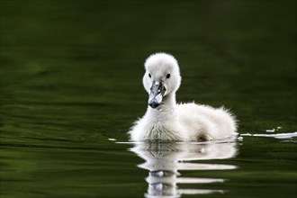 Young Mute Swan (Cygnus olor)