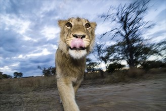 Lion (Panthera leo)