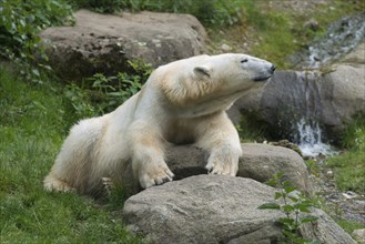 Polar bear (Ursus maritimus) female Giovanna
