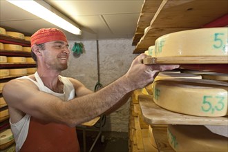 Dairyman stacking the cheese wheels he has produced in a cheese cellar
