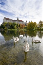 Swans in front of Schloss Sigmaringen Castle