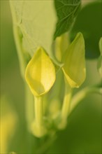 European Birthwort (Aristolochia clematitis)