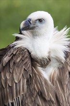 Eurasian Griffon or Griffon Vulture (Gyps fulvus)