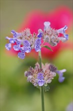 Garden Catmint