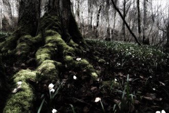 Spring Snowflakes (Leucojum vernum) in the forest