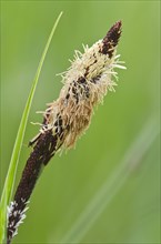 common sedge (Carex nigra)