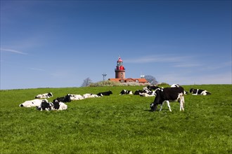 Cows grazing in front of the Bastorf lighthouse