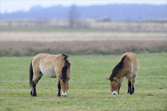 Przewalski's Horses (Equus ferus przewalskii)