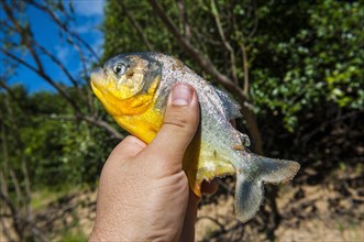Man holding a piranha