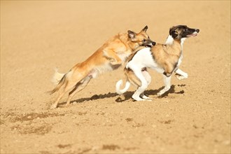 Silken Windsprite male dogs playing on a field