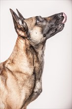 Malinois or Belgian Shepherd Dog