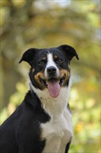 Appenzeller Sennenhund or Appenzell Mountain Dog