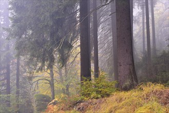 Forest in autumn in Kirnischtal valley