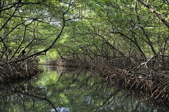 Mangroves near Isla Pedro Pelada
