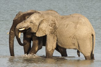 African elephants (Loxodonta africana) playfighting at the Namutoni water hole