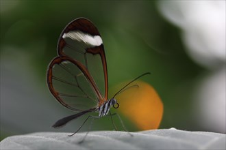 Glasswinged Butterfly (Greta oto) on a leaf