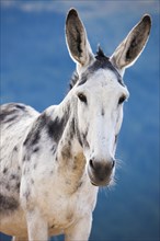 Andalusian giant donkey crossbreed