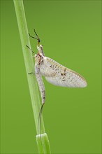 Mayfly (Ephemera glaucops)
