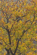 Mopane tree (Colophospermum mopane) in autumn colours