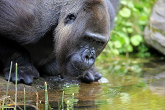 Western Lowland Gorilla (Gorilla gorilla gorilla)