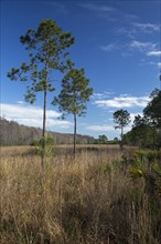The wet prairie area of the National Audubon Society's Corkscrew Swamp Sanctuary