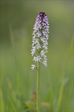 Burnt-tip Orchid (Orchis ustulata syn Neotinea ustulata)