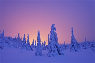 Trees in a snow-covered winter landscape