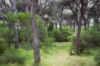Pine forest near Castiglione della Pescaia