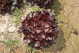Lollo Rosso lettuce (Lactuca sativa var crispa)