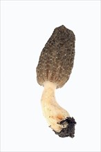 Black Morel (Morchella conica