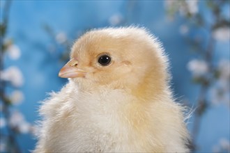 Domestic fowl chick