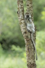 Vervet Monkey (Chlorocebus) feeding