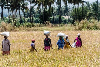Indian women carrying sacks of rice on their heads on a field