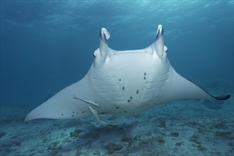 Reef Manta Ray (Manta alfredi) and Live Sharksuckers (Echeneis naucrates)