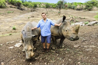 Young man standing between two White Rhinoceroses or Square-lipped Rhinoceroses (Ceratotherium simum)