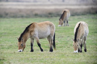 Przewalski's Horses (Equus ferus przewalskii)