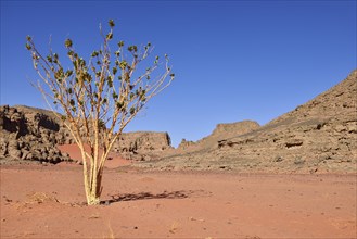 Oscher tree or Rubberbush (Calotropis procera)