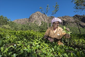 Tea plucker picking tea leaves by hand