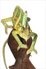 Veiled Chameleon or Yemen Chameleon (Chamaeleo calyptratus)