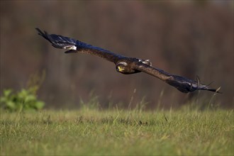 Steppe Eagle (Aquila nipalensis) in flight