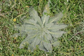 Italian viper's bugloss (Echium italicum)