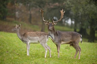 Fallow Deer (Dama dama)