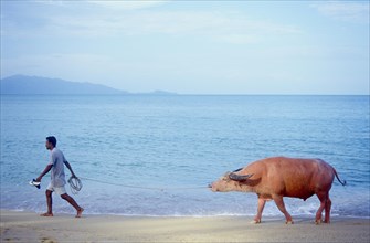 Man with a water buffalo on the beach