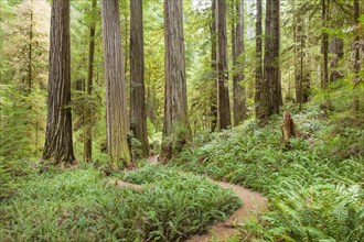 Hiking trail through redwood forest