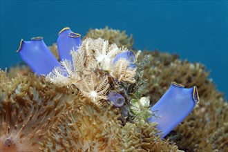 Blue Club Tunicate (Rhopalaea crassa)