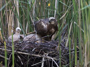 Western marsh harrier (Circus aeruginosus) with chicks in the nest